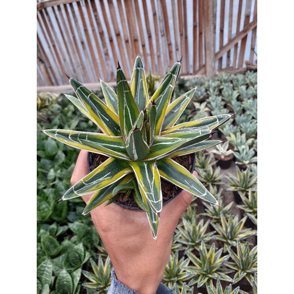 agave victoria reginae