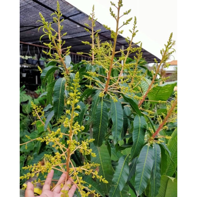 Bibit Tanaman buah Mangga Manalagi Hasil Stek Cangkok Okulasi Cepat Berbuah Super Genjah