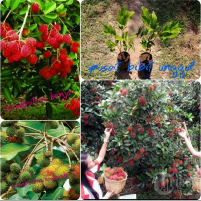 Paket 2 Batang Bibit Rambutan Binjai & Rapiah