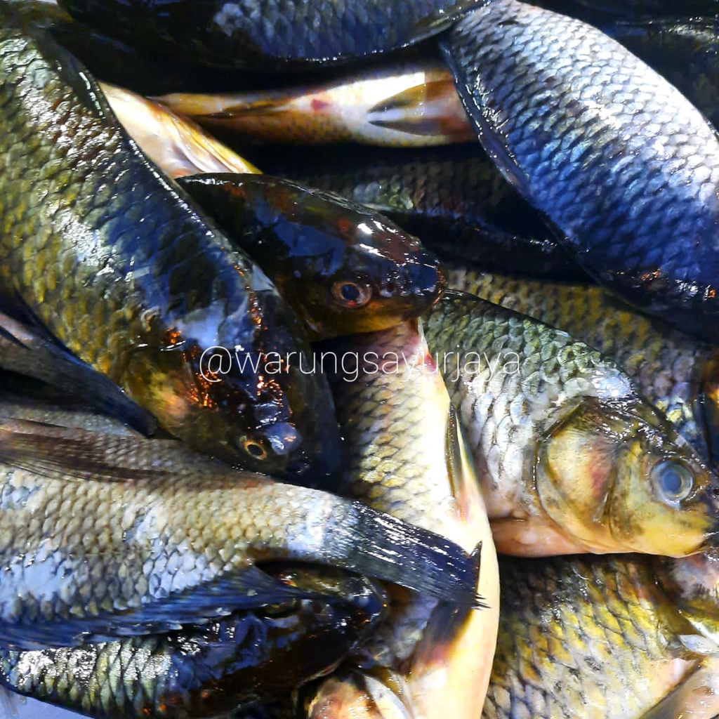 

Ikan Mas Segar ±500 gram