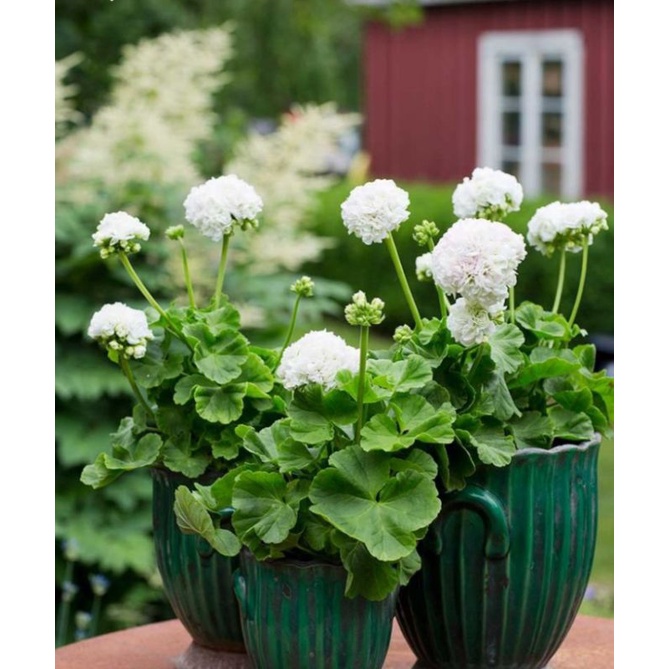 TANAMAN HIAS GERANIUM