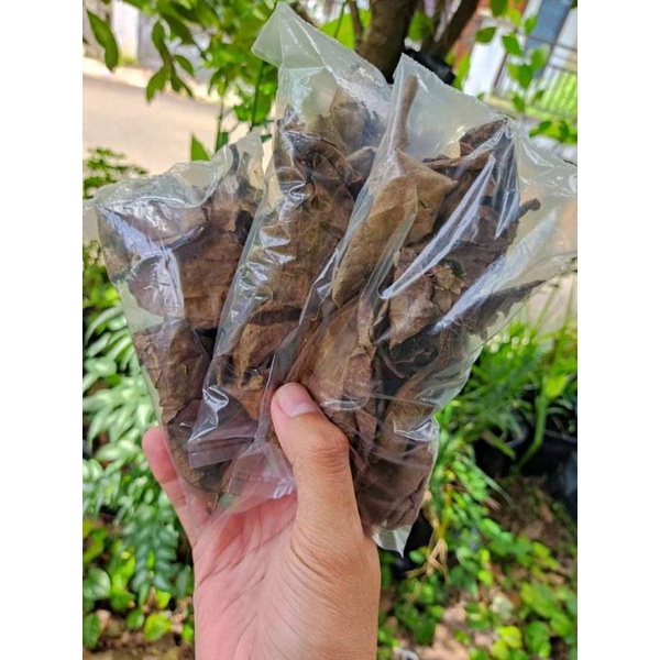 

Herbal Tradisional Daun Jeruju -DarujuKering