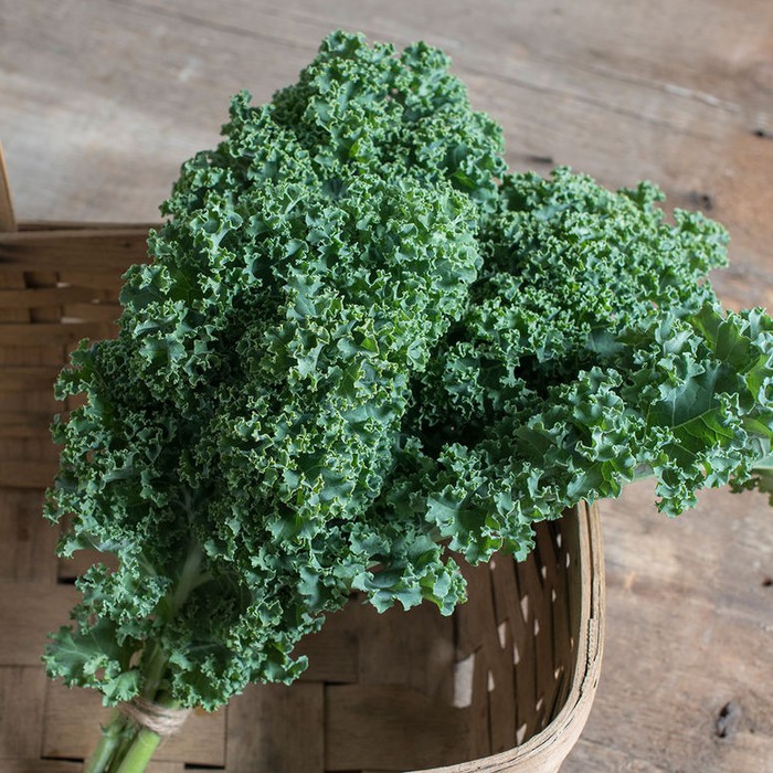 Darkibor Organic (F1) Kale Seed