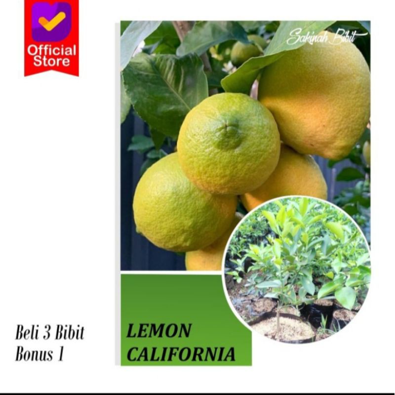 Bibit Lemon California