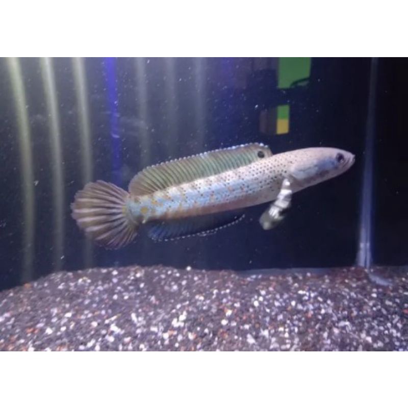 

chana blue pulchra 13-14cm