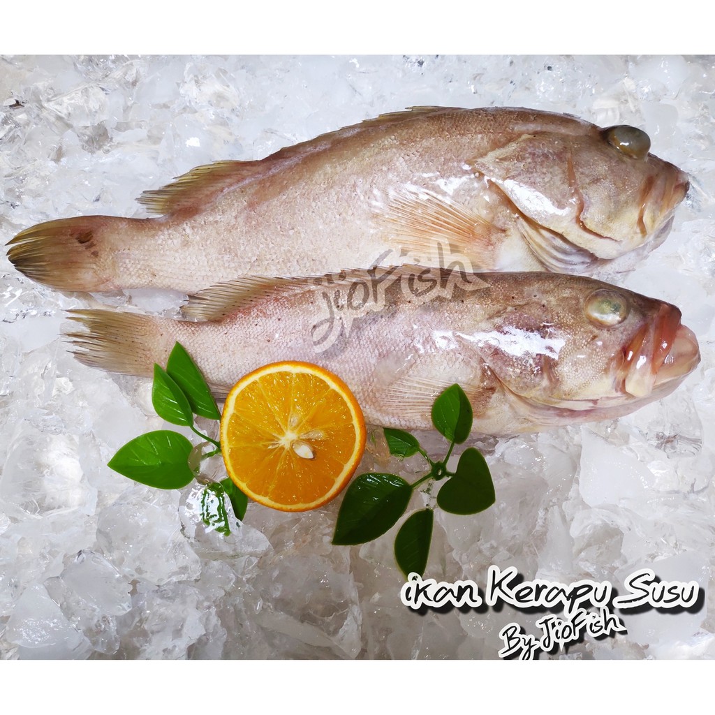Ikan Kerapu Susu Segar (beku) kiloan 2 ekor