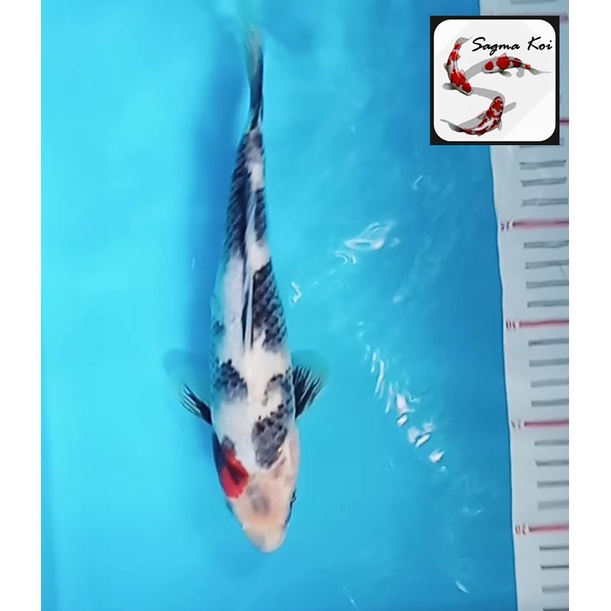 Koi Tancho Showa Lokal Blitar 24 CM