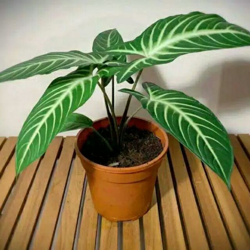 TANAMAN HIAS LINDENII ANTASOMA