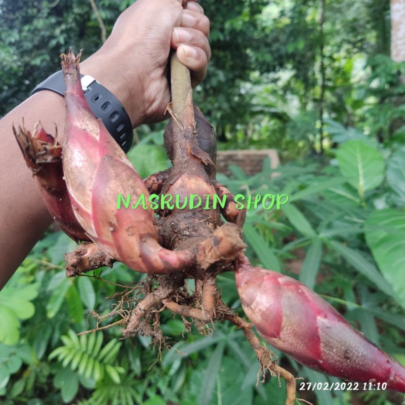 BIBIT PINING BAWANG / GALOBA GLOBE OBAT HIV AIDS / SATUAN / BUKAN TEPUS / BUKAN HANGGASA / BUKAN LAJ