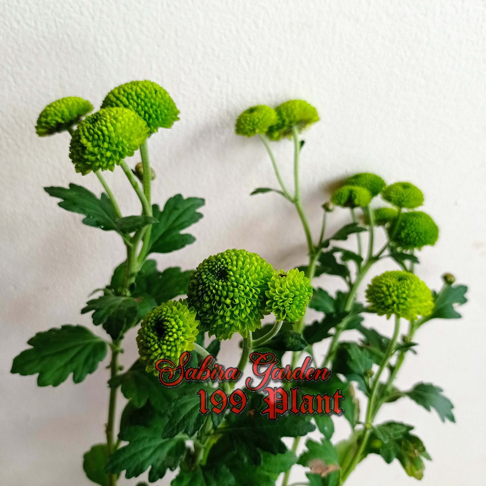 TANAMAN HIAS Krisan bunga hijau 4 batang