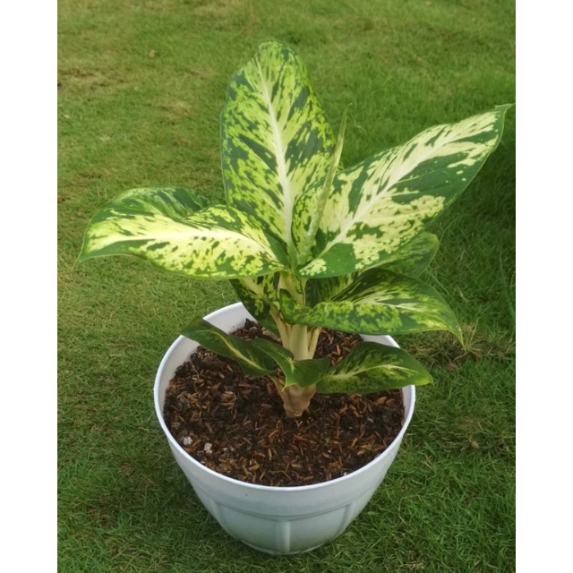 difen candi / bunga hidup / tanaman hias / aglonema difen candi / tanaman aglonema difen candi