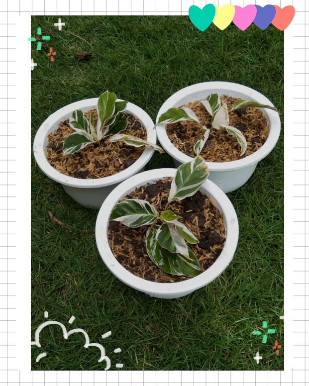 Calathea Tissue White Fussion