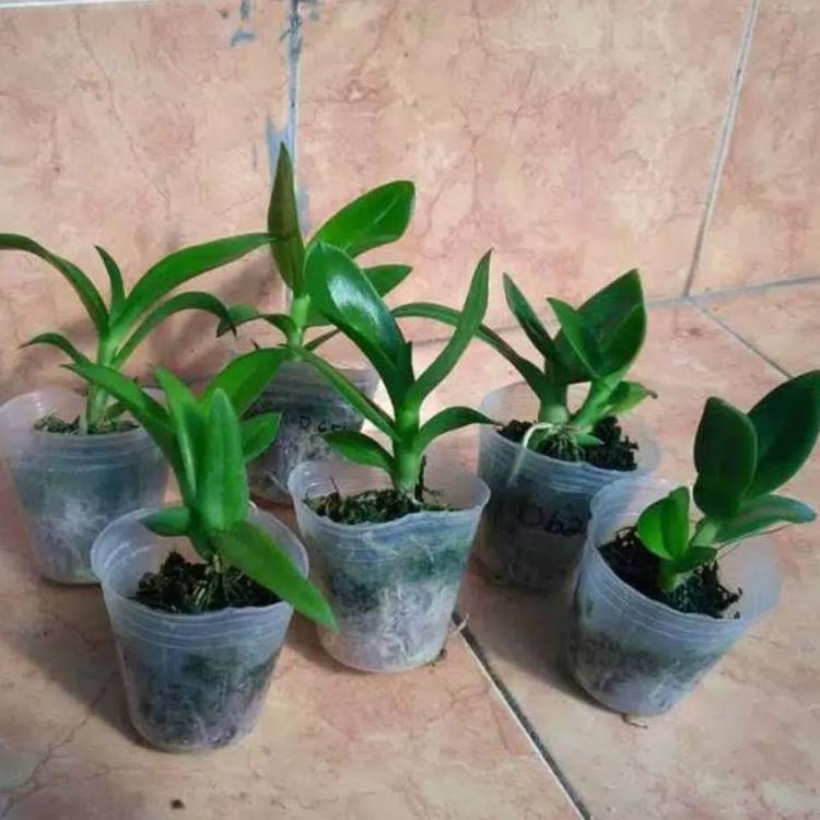 Sale Besar-Besaran Seedling Anggrek Dendrobium Black Papua - Hitam Papua Promo Special