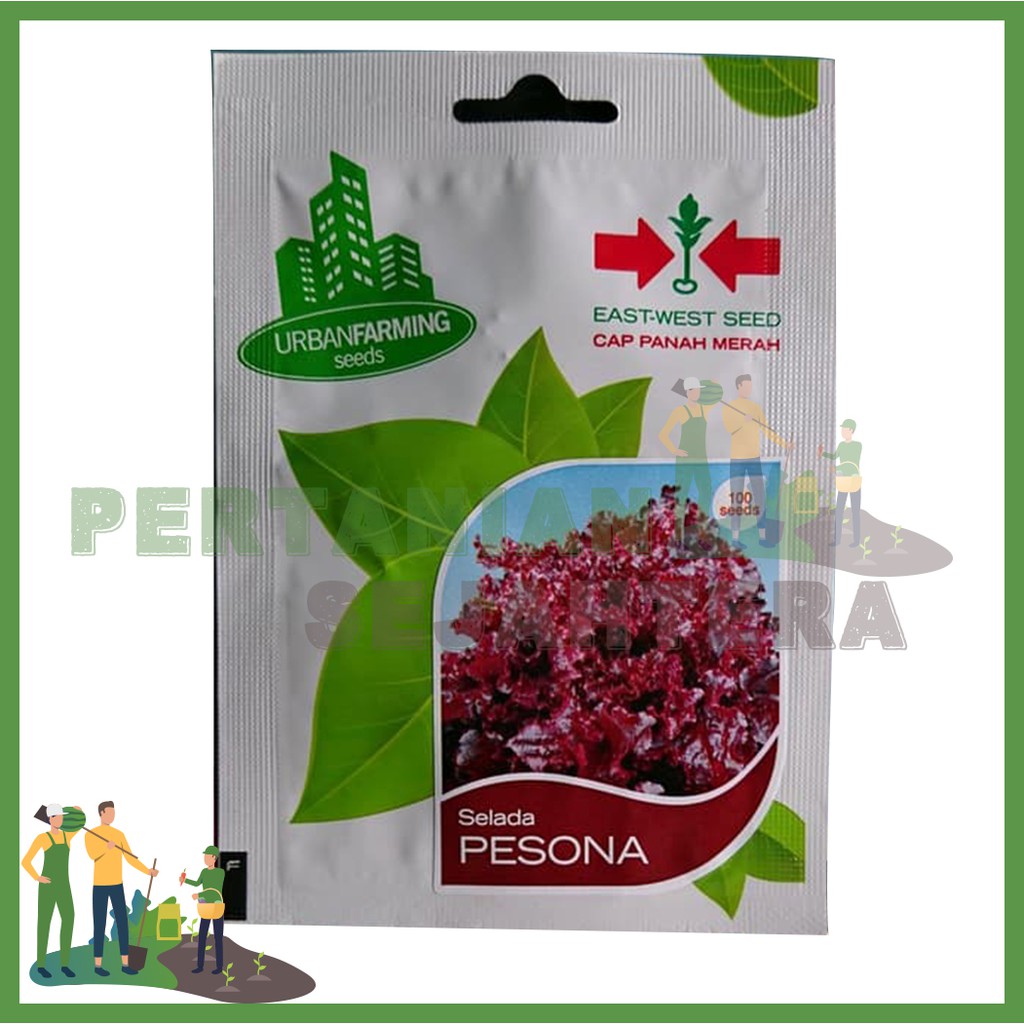 LETTUS PESONA 100S/ SELADA PESONA PANAH MERAH