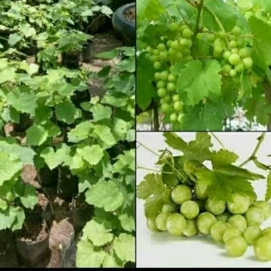 POHON ANGGUR HIJAW-BIBIT TANAMAN BUAH RAMBAT-ANGGUR HIJAW