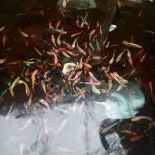 cupang betta cendolan Line nemo galaxy