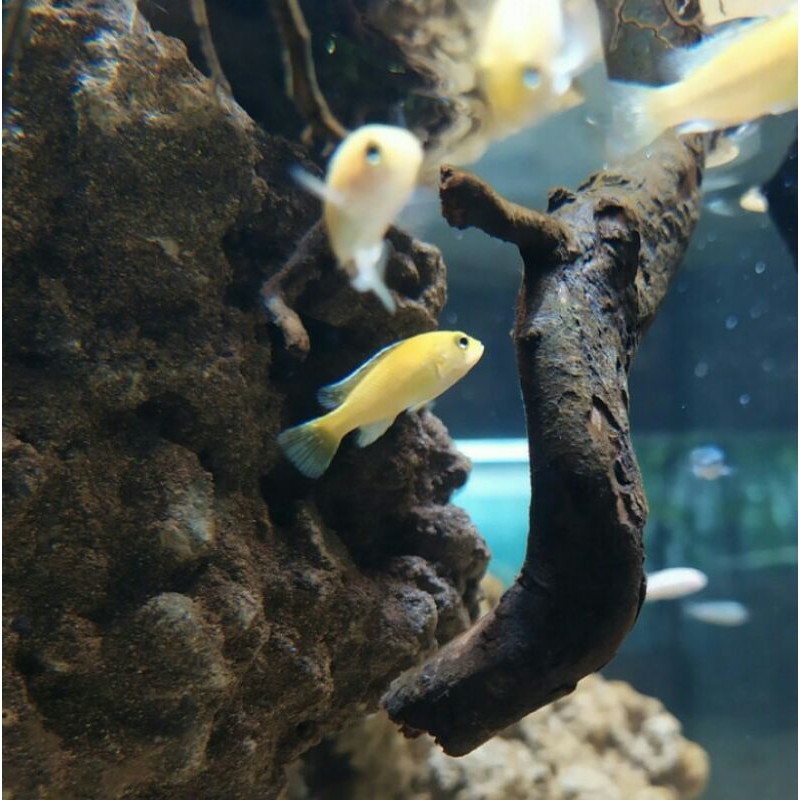 

Ikan Chilclid Lemon 4cm khusus grab gojek
