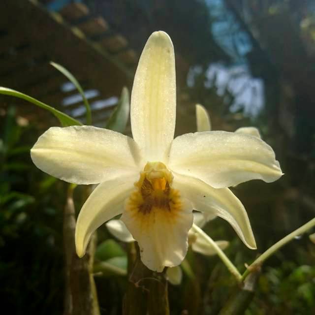 Anggrek dendrobium heterocarpum
