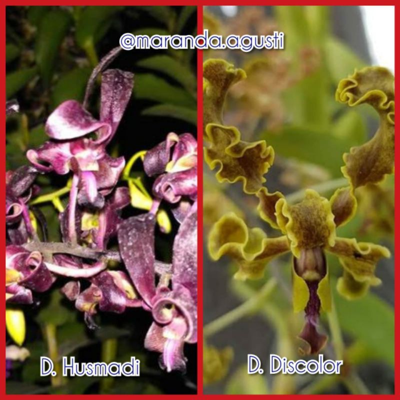 Seedling Husmadi X Discolor