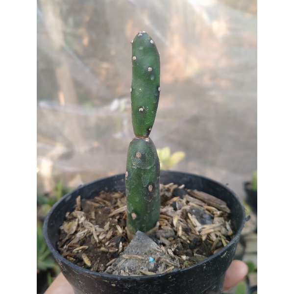 kaktus Opuntia canterae elata medium