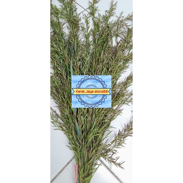 Bunga serei wangi atou kembang sereh wangi sereh merah per 40 tangkai