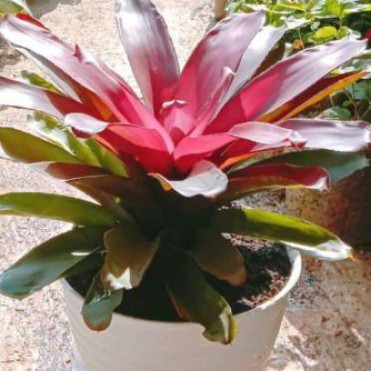 Tanaman hias Bromelia merah jumbo