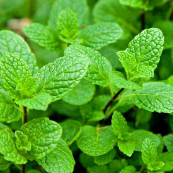 Jual Victory Seed Lembar Segar Fresh Daun Herbal Mint Common Mentol