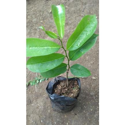CEPAT BERBUAH DAN MUDAH PERAWATAN Bibit Tanaman Buah Sirsak ratu Pohon Buah Sirsak Cangkok
