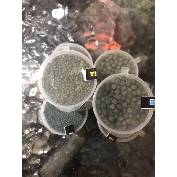 Pelet Channa Premium RED BLUE YELLOW Extra Spirulina Pakan Ikan Predator Channa Oscar