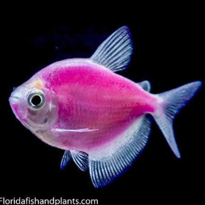 Terbaru Ikan Hias Glofish Galactic Purple Import