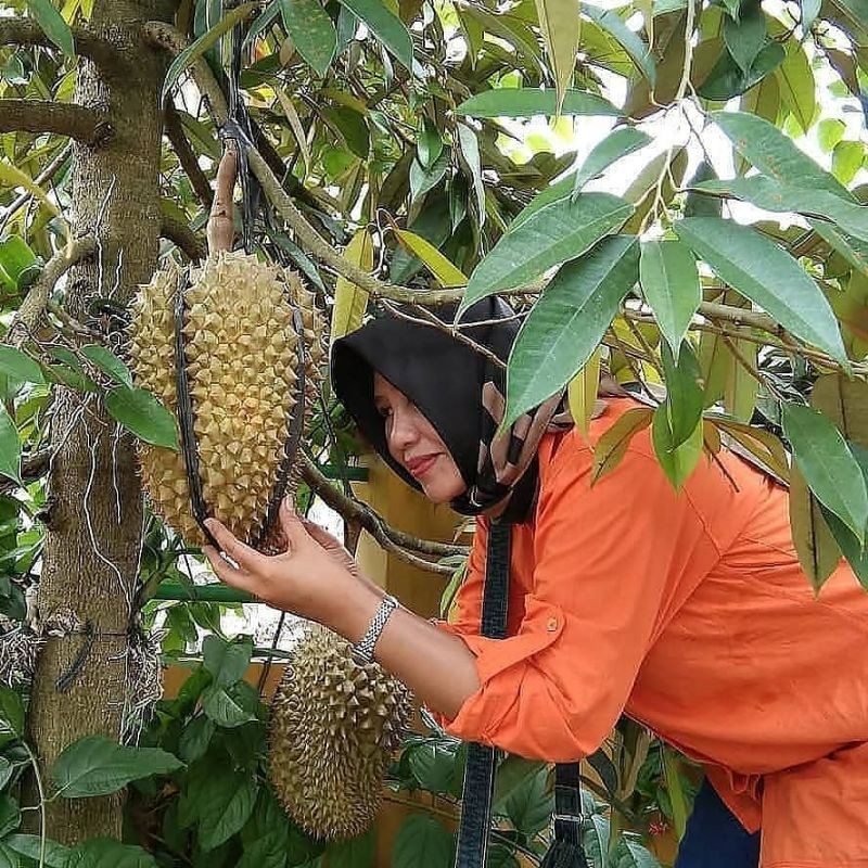 bibit buah durian pelagi