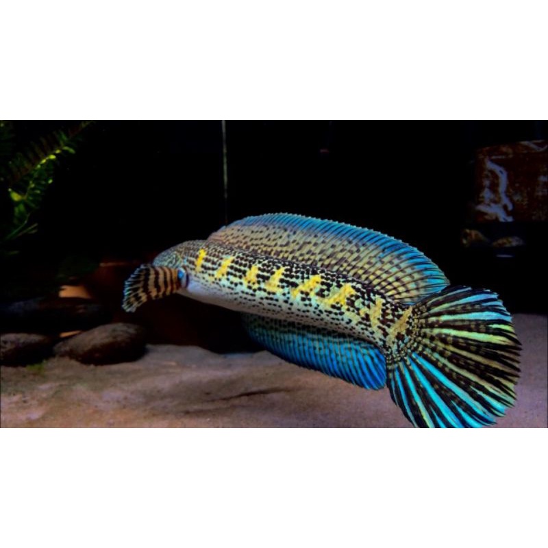 Beby chana Auranti UK 6-7 asli India