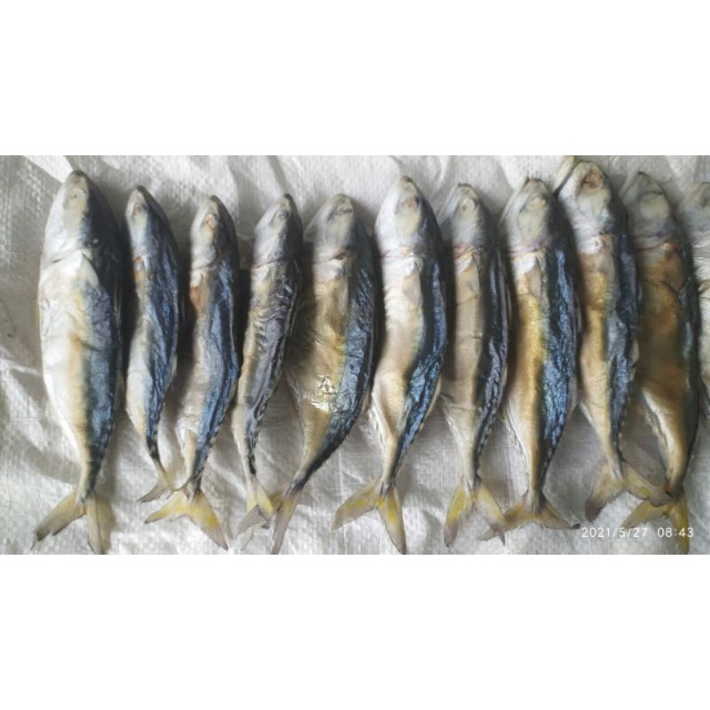 

IKAN ASIN GEMBUNG KEDA- Premium