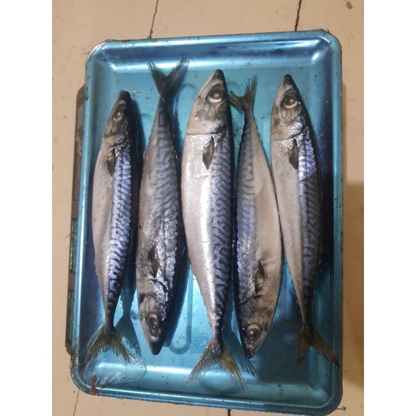 Ikan Salem jepang / Ikan Makarel Segar Fresh
