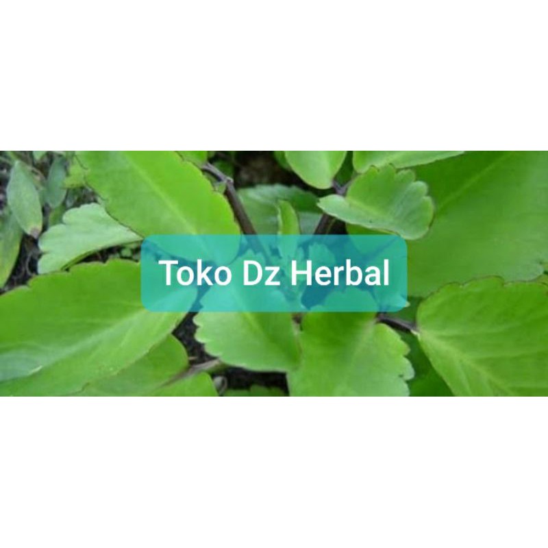 

Daun sosor bebek atau cocor bebek segar petik langsung 500 gram