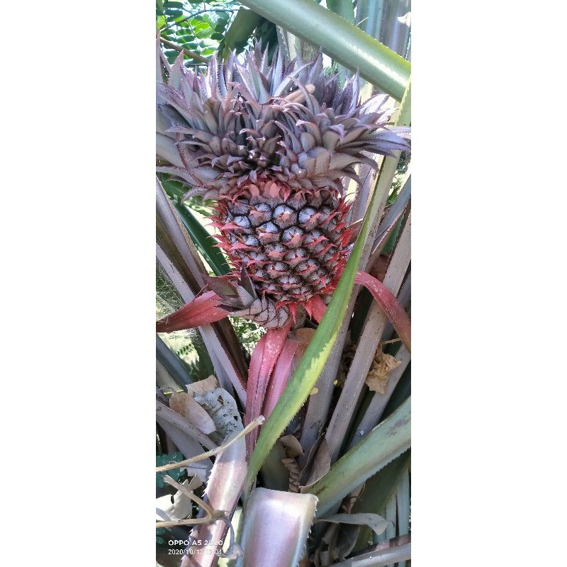 

#NANAS MUDA #pelancar haid dan obat AMANDEL perbiji