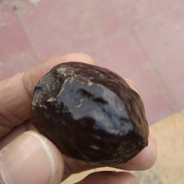 Muncang adu jayanti sapi