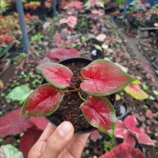 Caladium Red Jaguar/Tanaman Hias/Bunga Hias/keladi murah ...