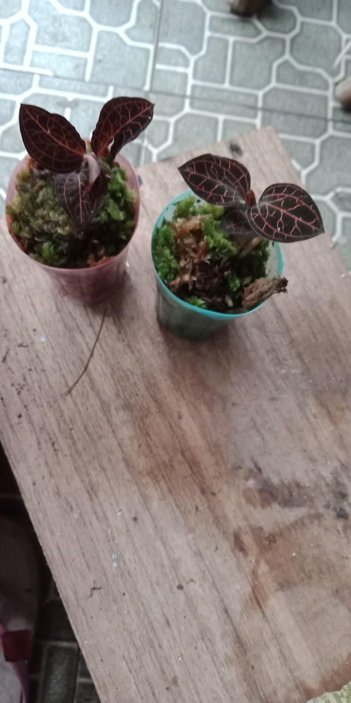 Anggrek Tanah Jewel Orchid/anoectochilus Rendwartii/anoectochilus Sp/macodes Petola