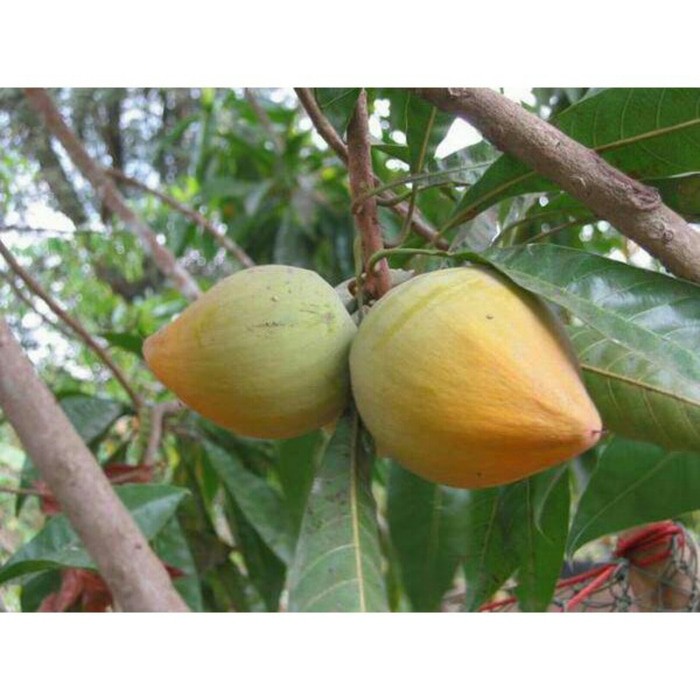 Tanaman Buah Sawo Mentega
