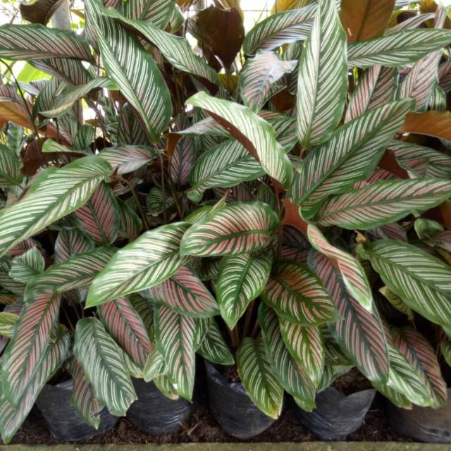 Tanaman Bunga Calathea Sisir Calathea Sisir Murah Terawat dan Segar