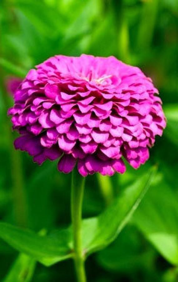 Benih-Bibit Bunga Zinnia Ungu/Purple Prince (Haira Seed)