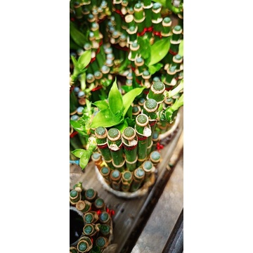 Bambu Hoki | Bambu Hias | Bambu Rejeki