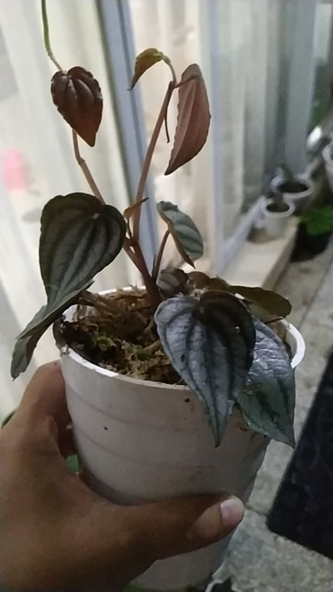 Peperomia Napolly Night•|•tanaman Hias Peperomia