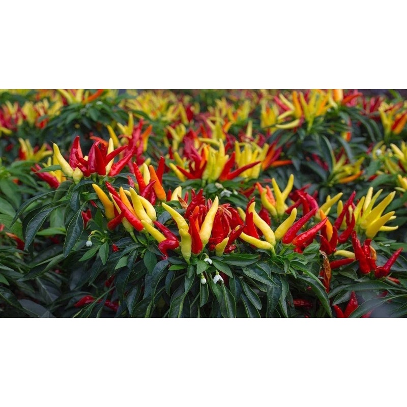 CABAI HIAS UNIK-CABAI PELANGI-LOMBOK WARNA