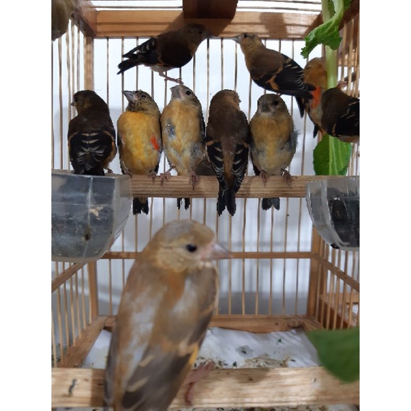 Red siskin Klasik usia 2-3bln fik jantan betina