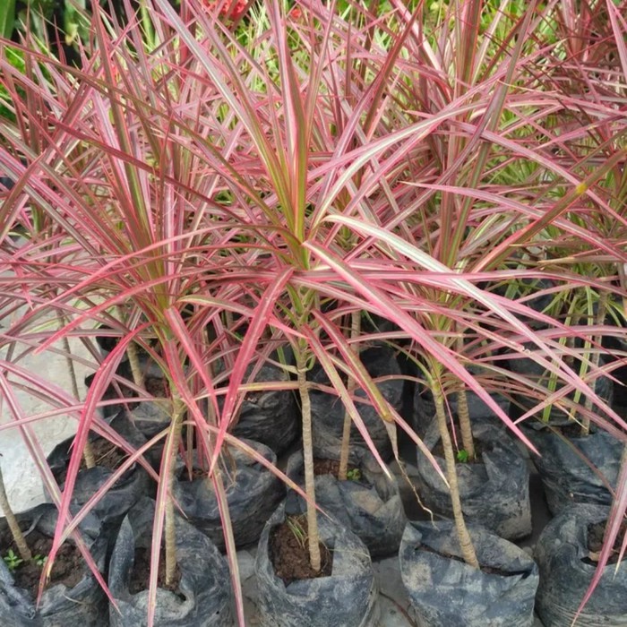 

6 Bibit Tanaman Bunga Tri Color Colour