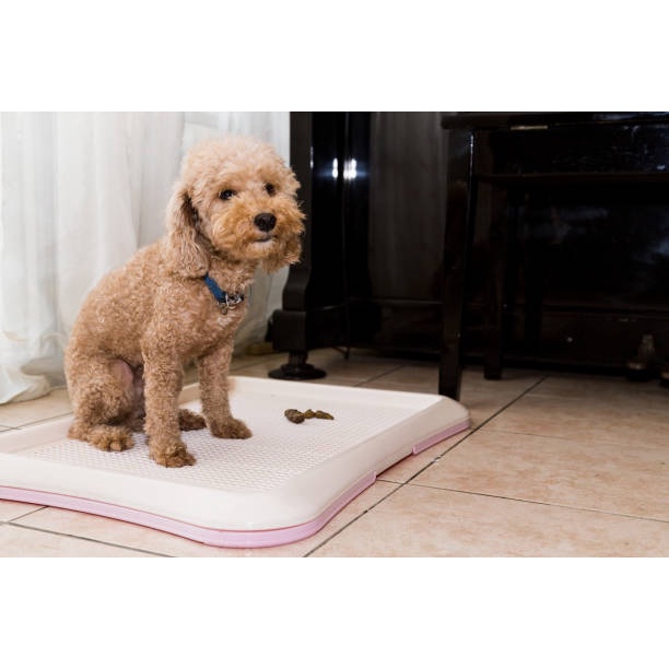 Pet Tray Toilet Training / Poo Pee Pad Dog / Tempat Pipis Anjing / Doggy Indoor Toilet Tray