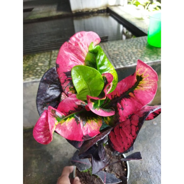 tanaman hias bunga puring koleksi langka berkualitas bunga puring apel klx