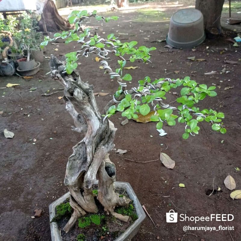 Tanaman hias bonsai gulo gumantung ( gulgum ) berkarakter